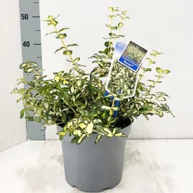 5x Euonymus fortunei Blondy 19cm Pot 30cm Shrub Plant