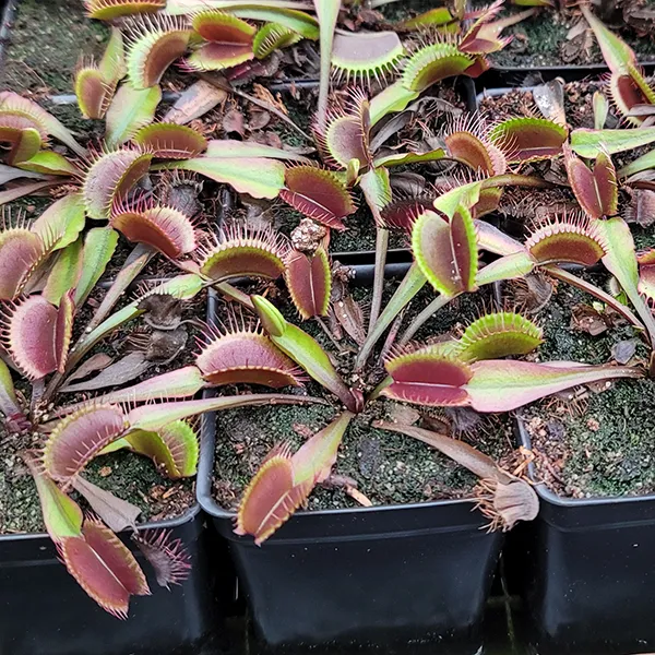 Venus Flytrap - Akai ryu